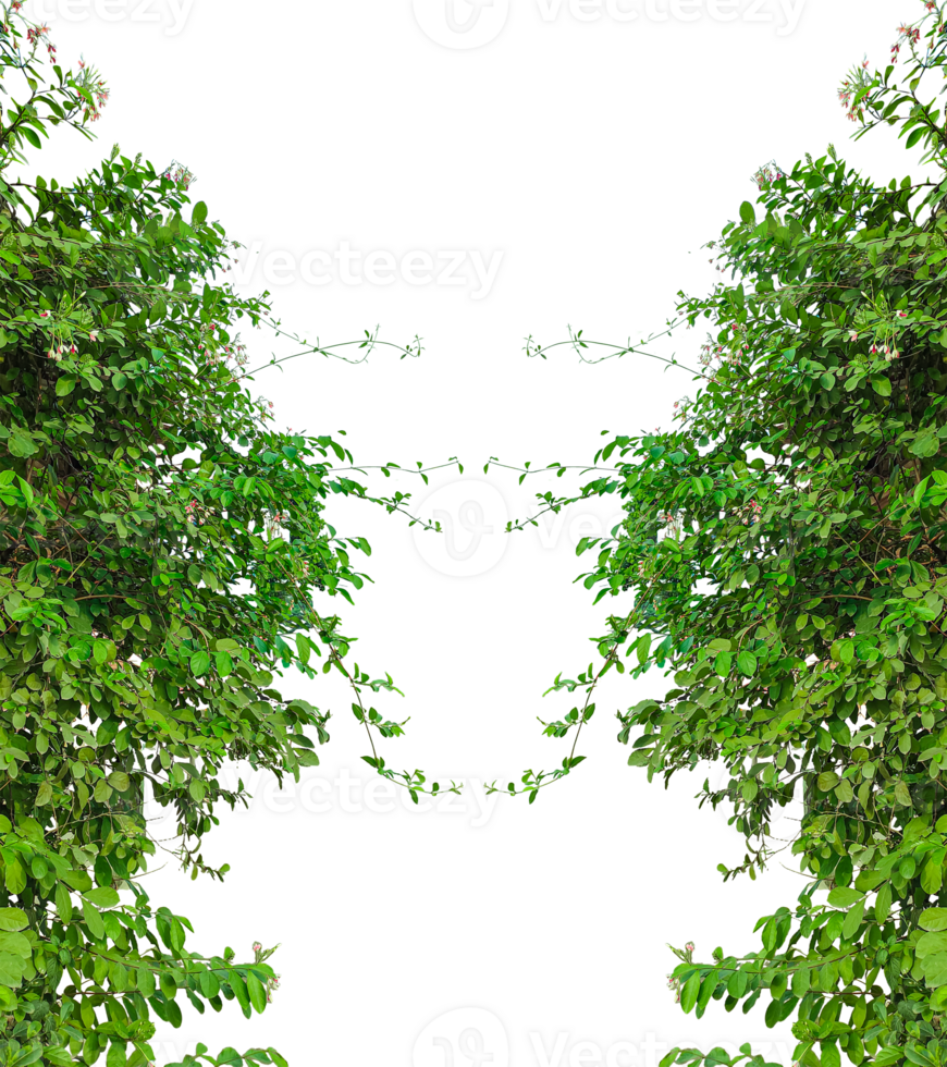 green plants frame, a green plant growing on a tree trunk, green grass isolated frame, a bunch of green leaves on a transparent background, Green Climbing Vine, green ivy tree isolated , png