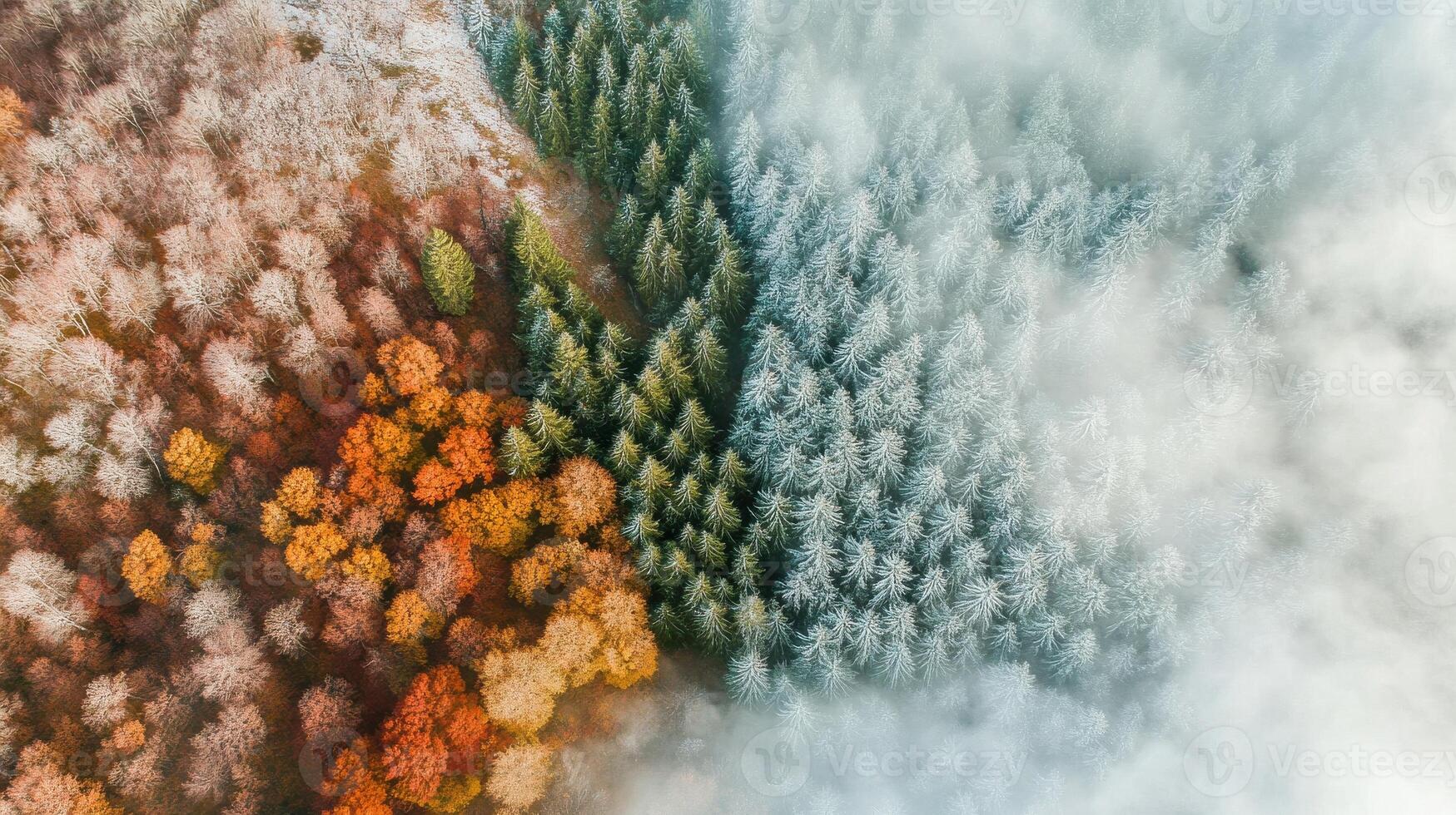 Stunning aerial view of forest transition from autumn colors to winter frosted trees photo