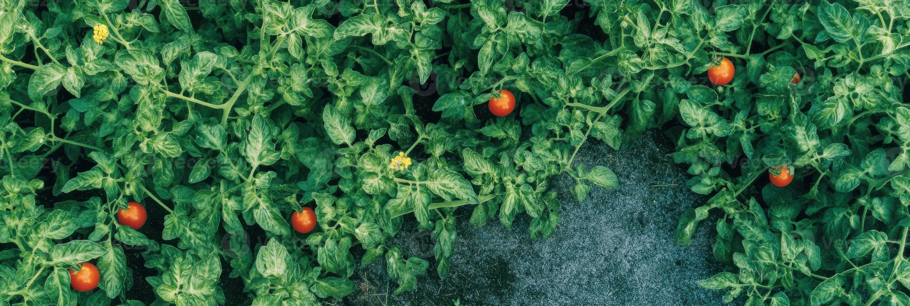 Lush tomato plants with vibrant red tomatoes in a garden setting photo