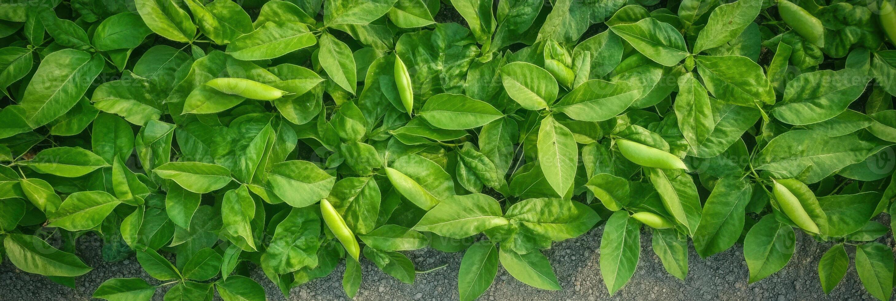Lush green foliage of vibrant broad-leaved plants in natural growth photo