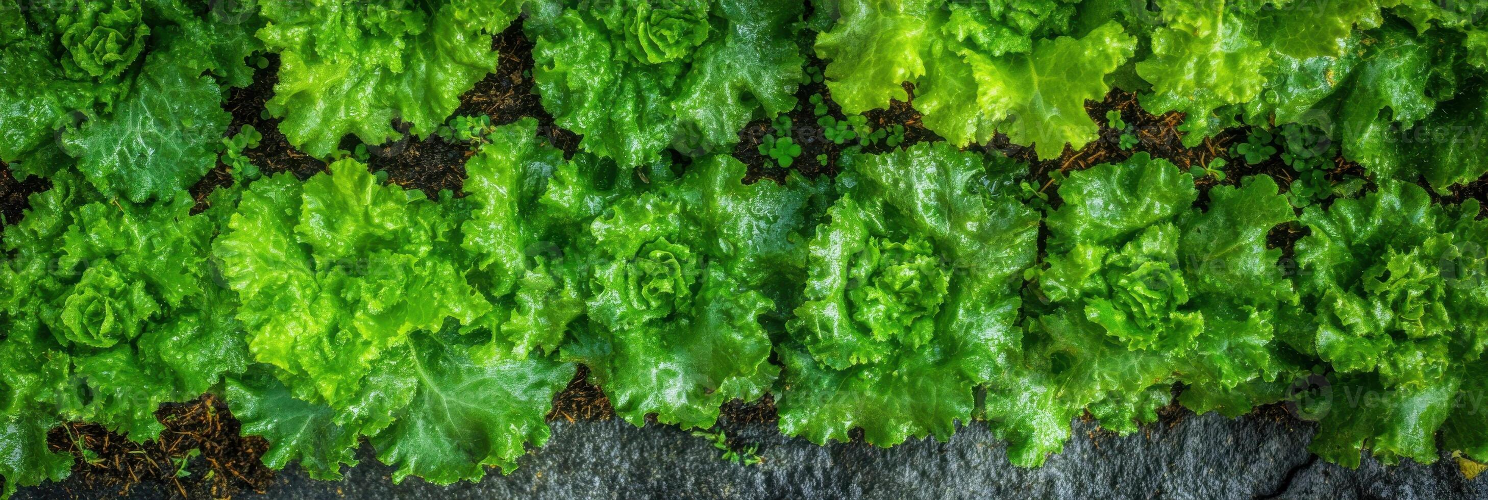 Top view of fresh green lettuce in a vegetable garden with dew drops photo