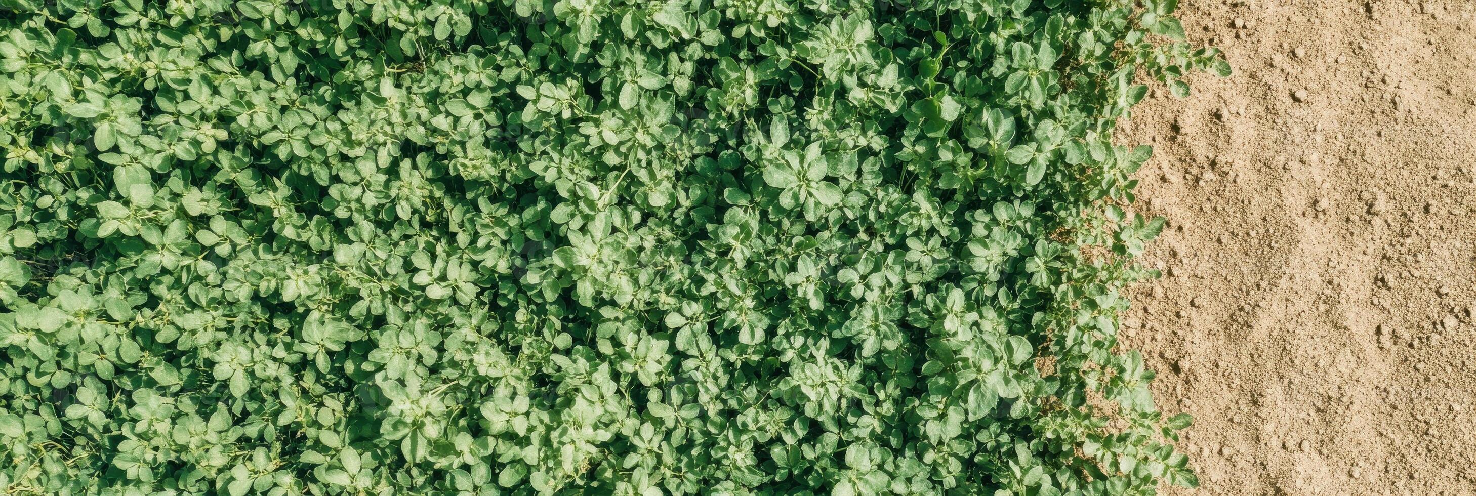 Top view of green clover leaves and dry soil interface of contrasting textures photo