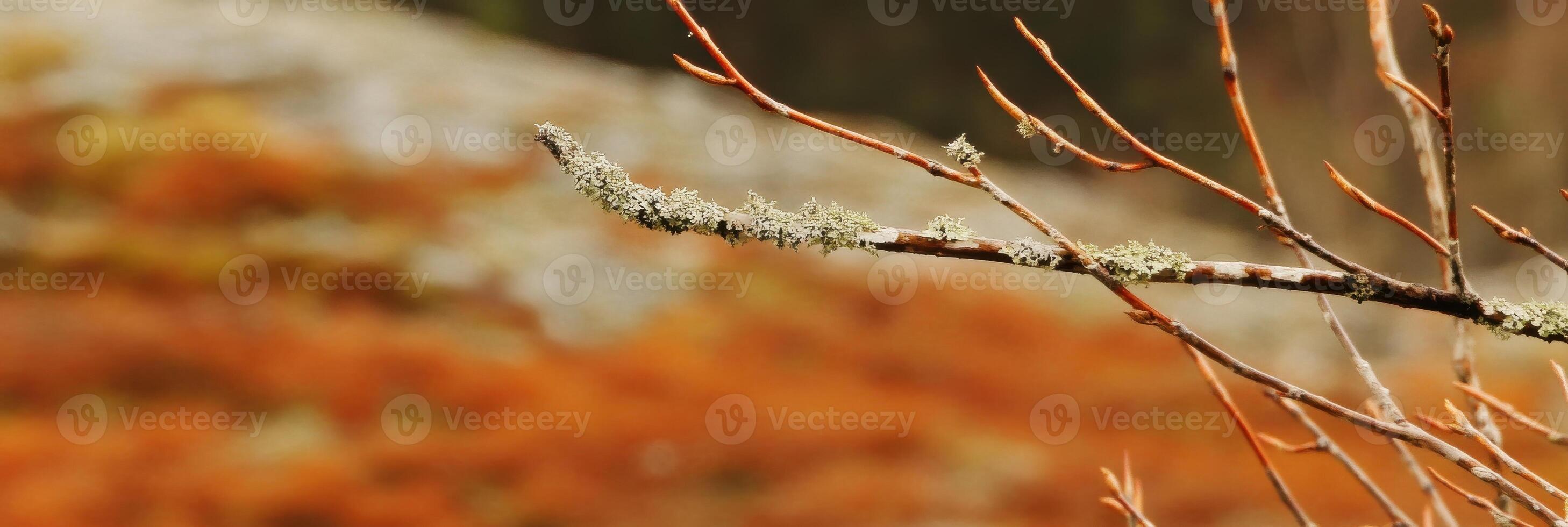 Mossy branch with lichen in autumn forest scene focusing on nature and wilderness photo