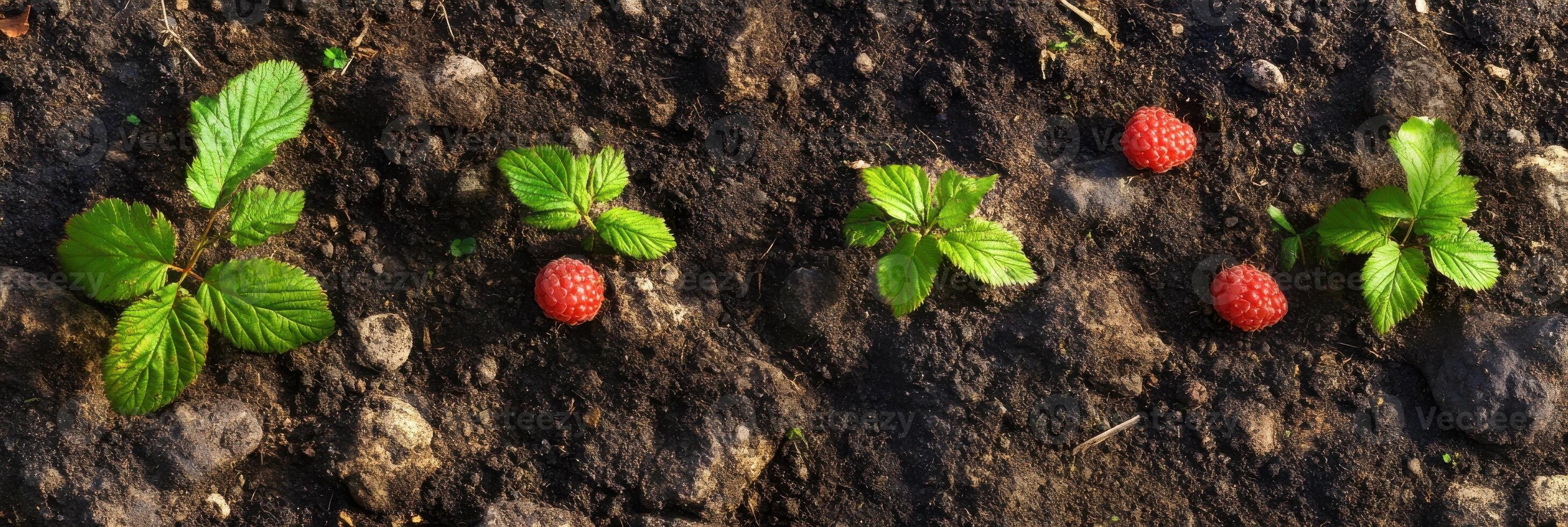 Row of raspberry plants with fruit growing in rich soil with rocks for gardening concept photo
