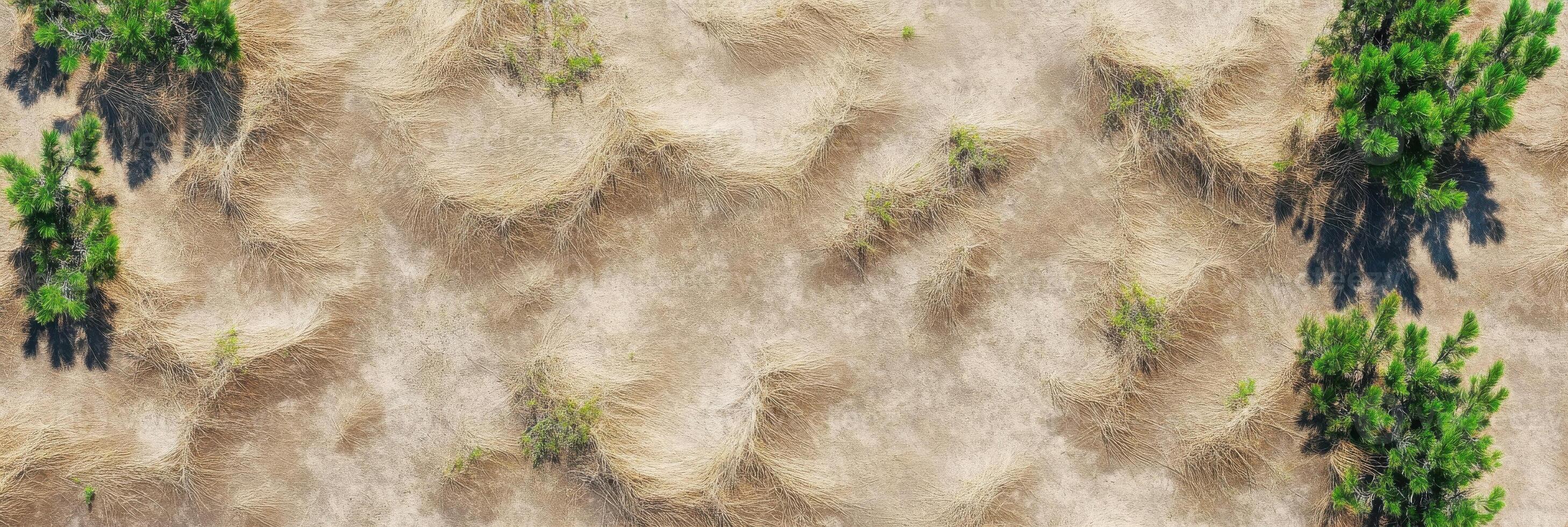 Aerial view of sparse green trees on dry sandy terrain creating natural patterns photo