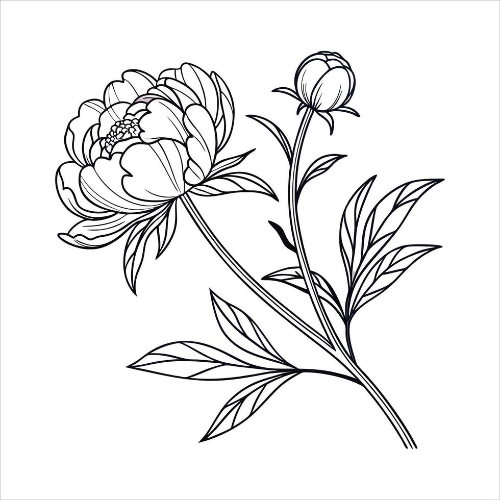 Peony Flower Line vector