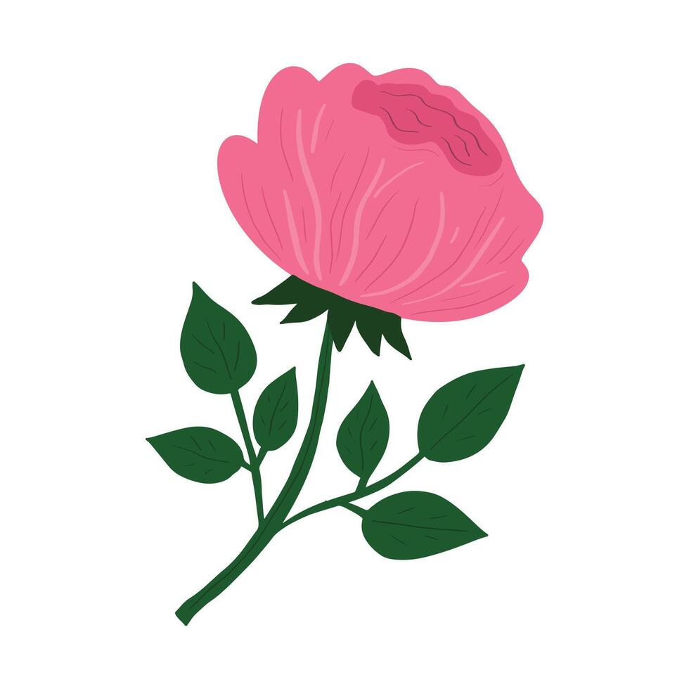Beautiful Hand Drawn Pink Rose. Simple Stylized Single Flower Illustration Isolated on White Background vector