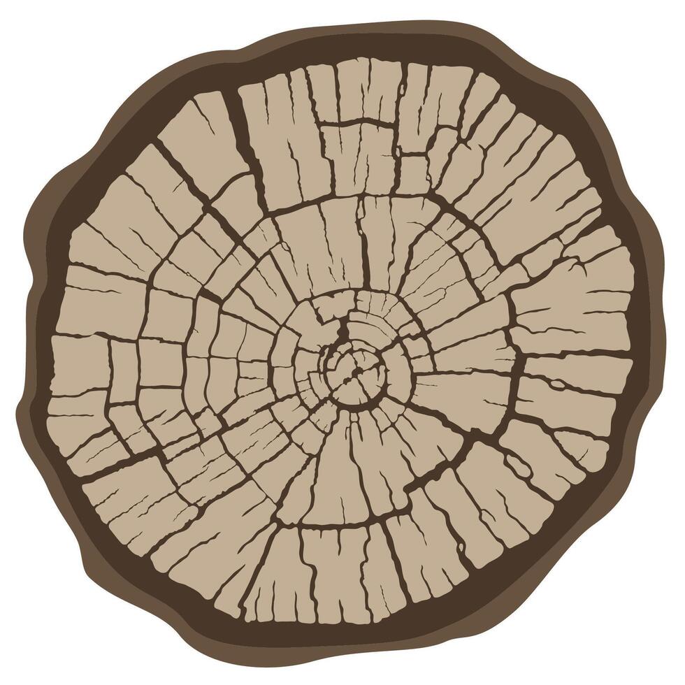 Wood texture of a flat chopped cross section of cracked wooden stump, isolated on white background vector
