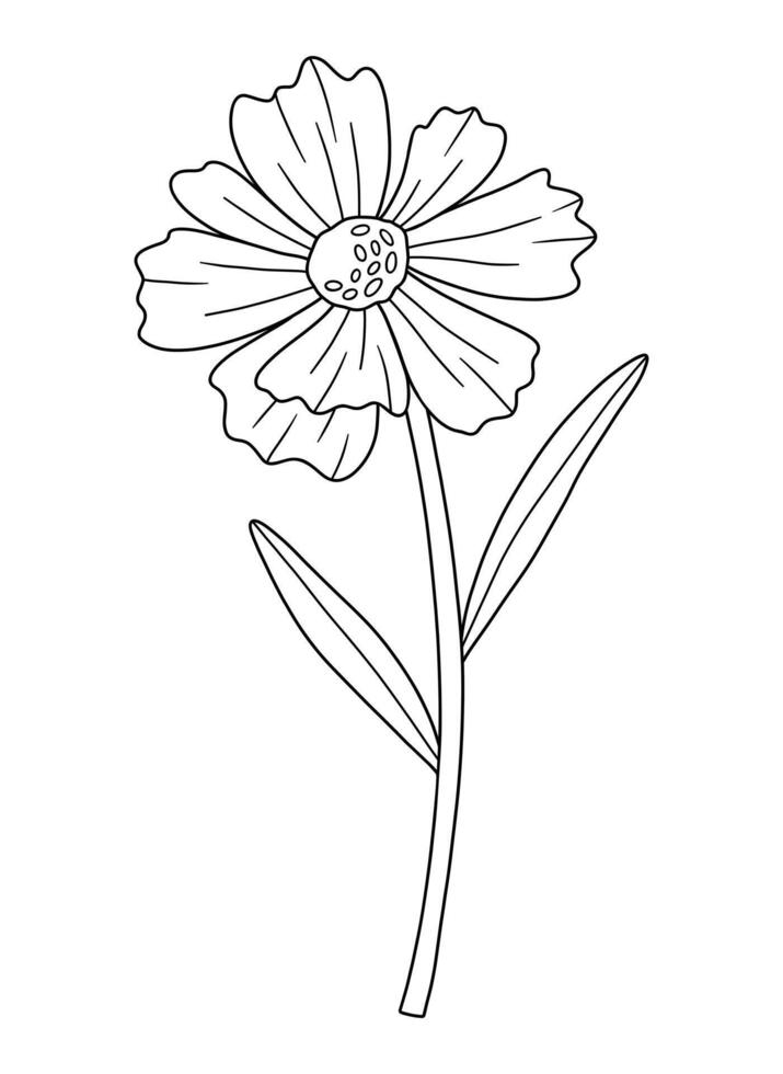 Wildflower in line art style. Detailed floral blooming wild plant coreopsis, meadow flower, black contour. Botanical element for design projects, ink outline vector