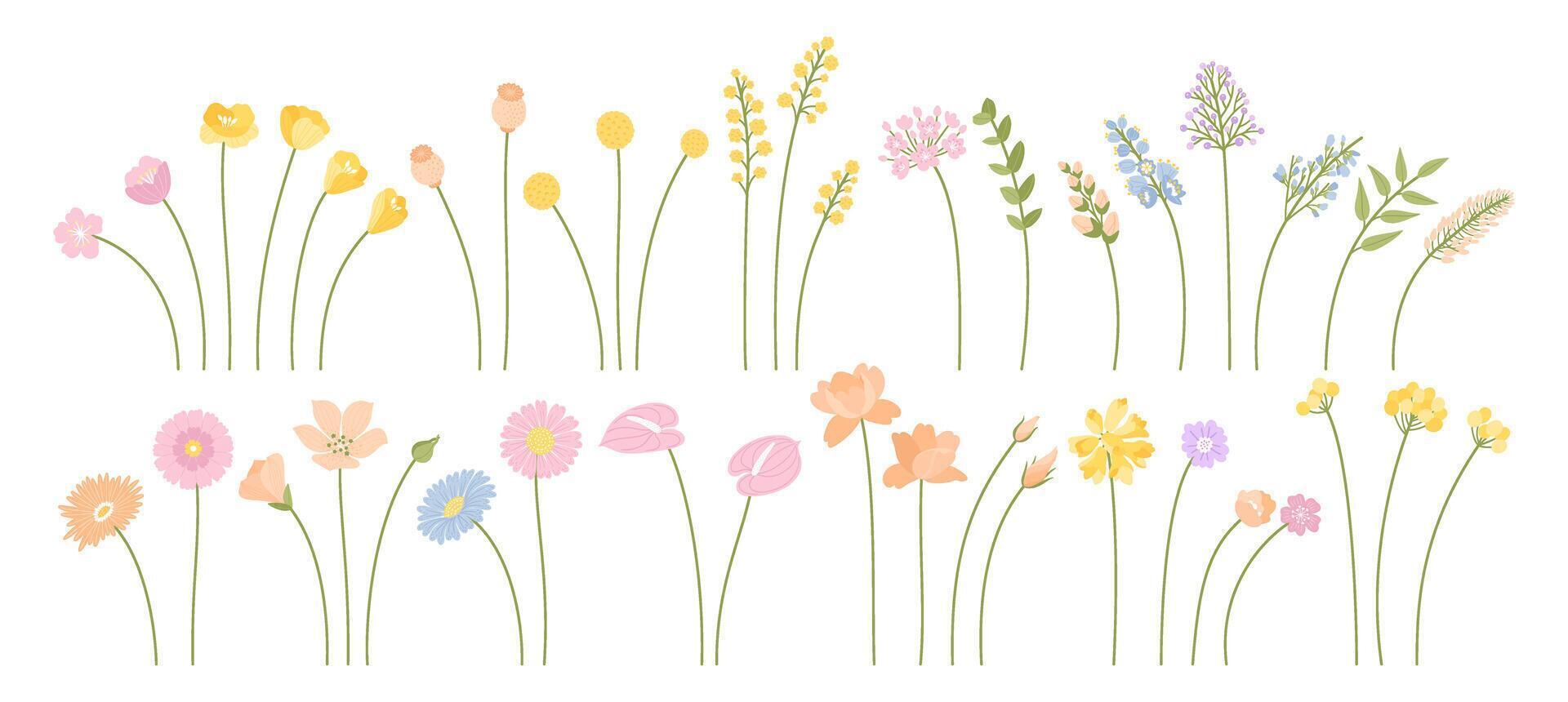 Set of delicate summer wildflowers. Meadow herbs and wild plants. Individual flowers for compositions in design projects vector