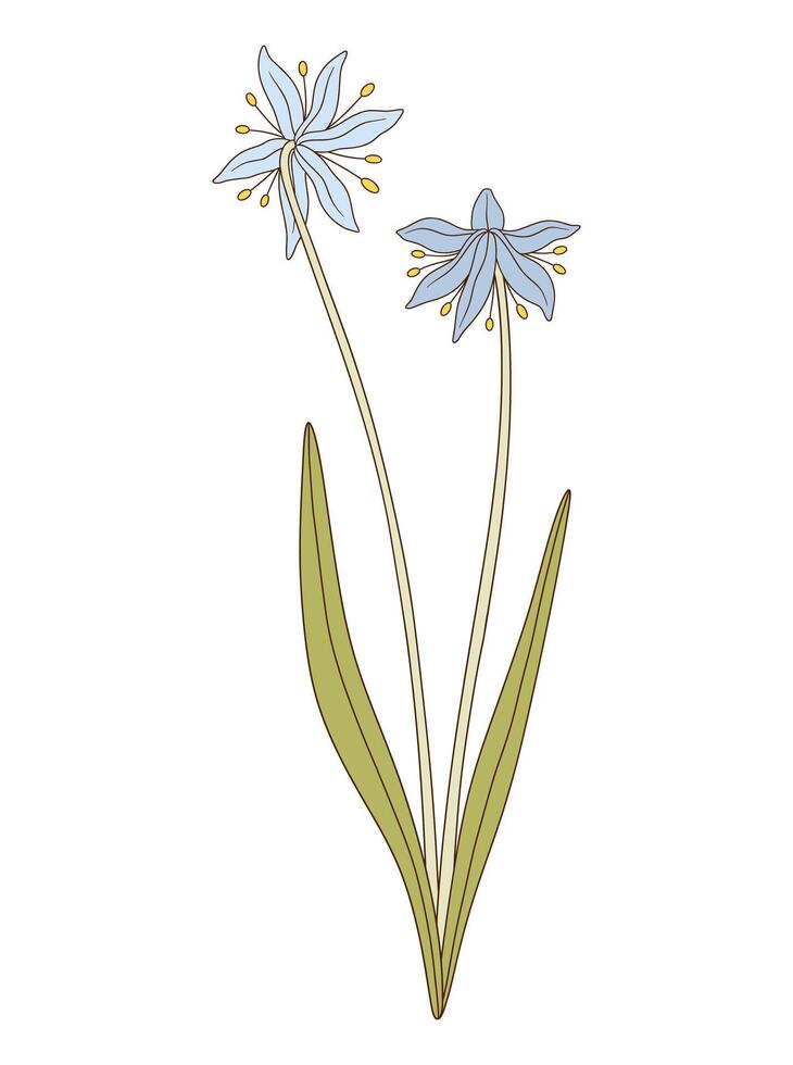 Bouquet of two blue snowdrops, perennial flowers with leaves. Bunch of blooming spring wild plants. Botanical hand-drawn elements for design projects vector