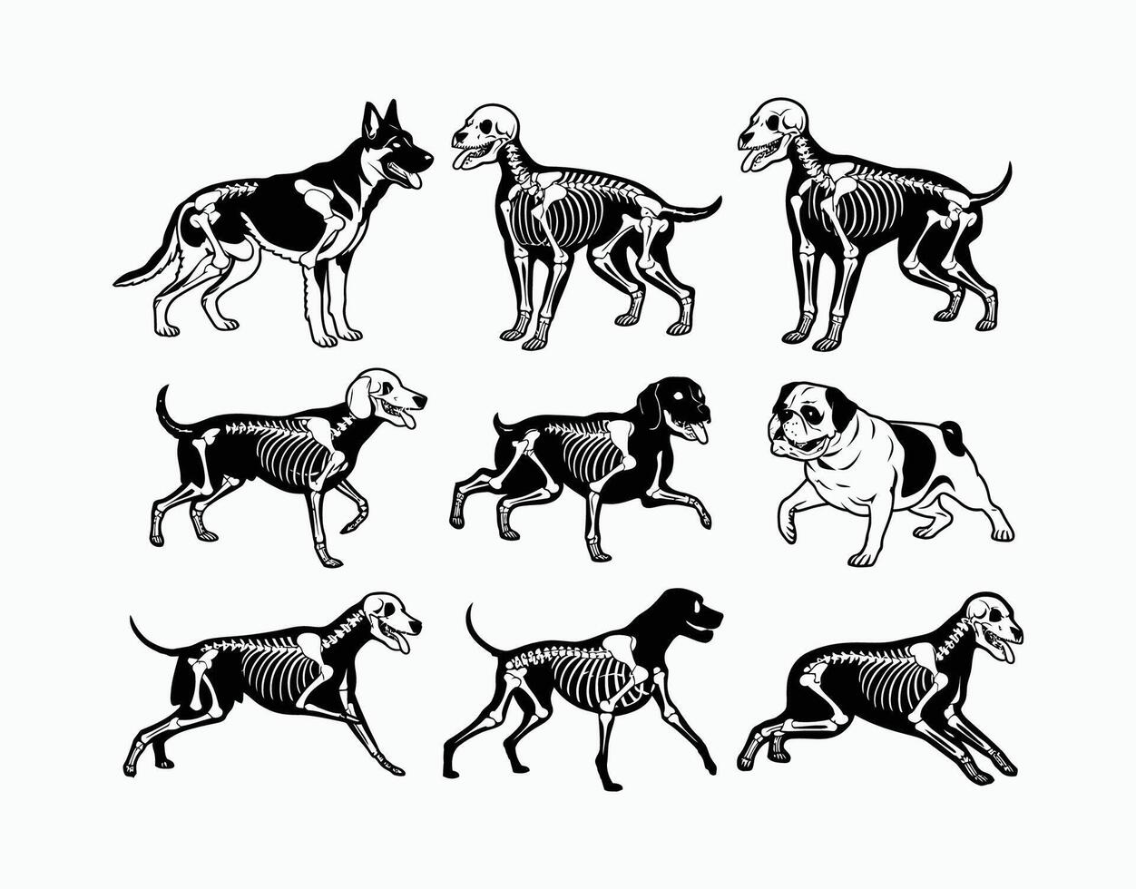 Detailed Dog Skeleton Silhouette Illustration vector
