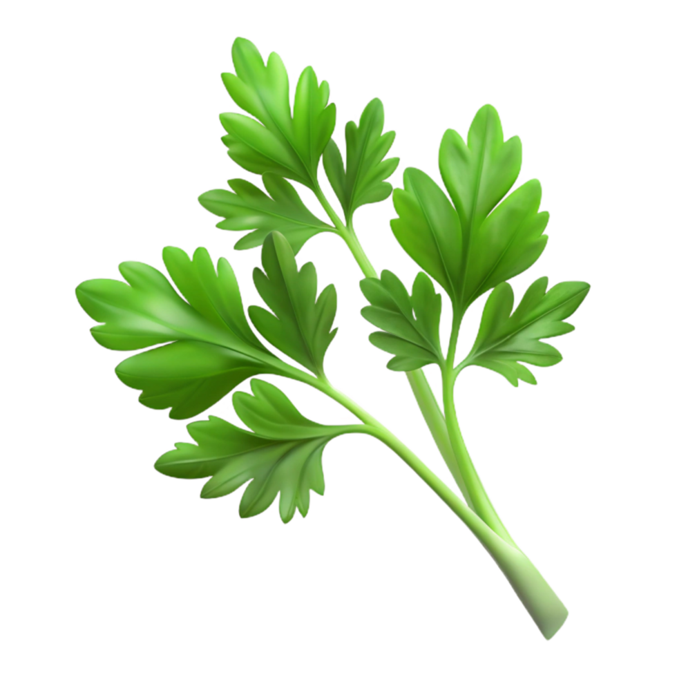 vibrant contemporary Fresh Parsley Sprig Transparent Background high resolution png