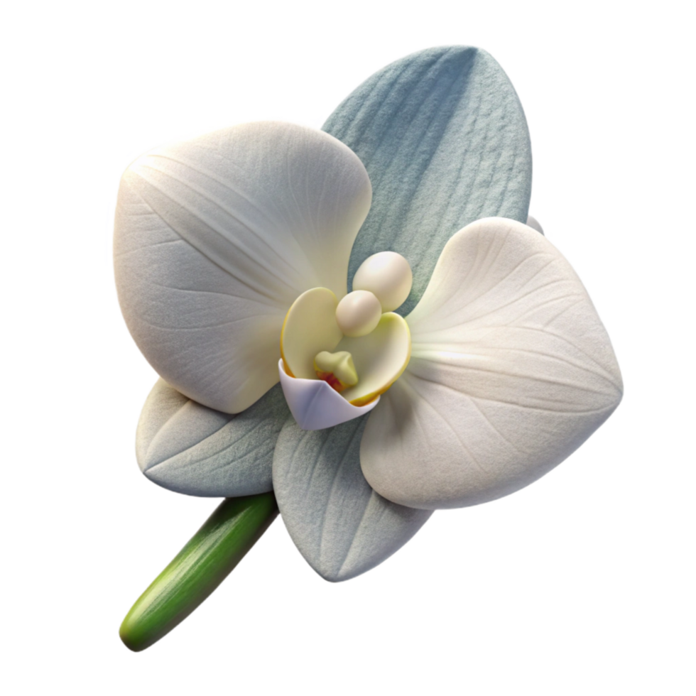 serene artistic Groom Boutonniere White Orchid Side View Isolated authentic png