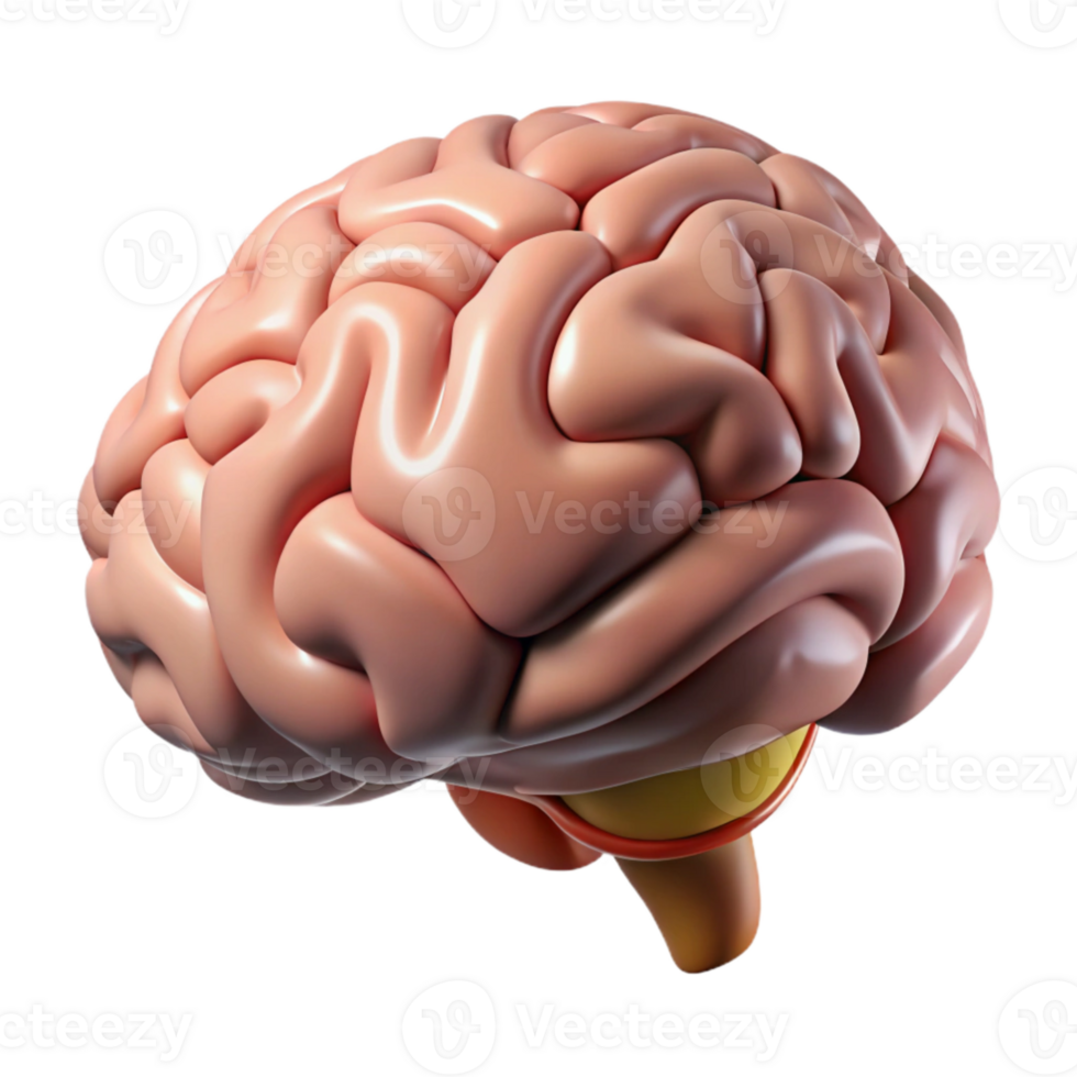 stunning vintage Human Brain Side View Isolated high resolution png