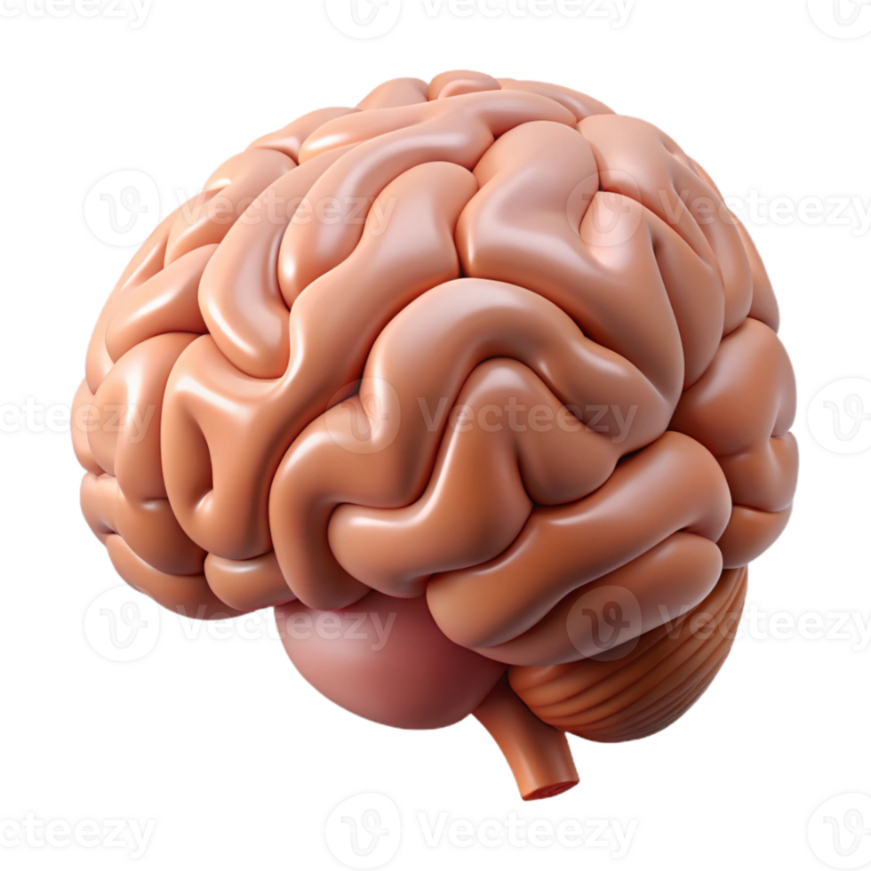 wonderful modern Human Brain Side View Isolated high quality png