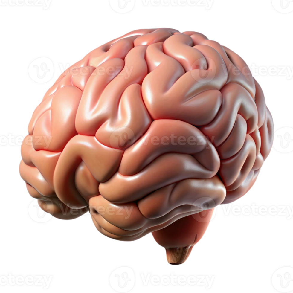 impressive rustic Human Brain Side View Isolated professional png
