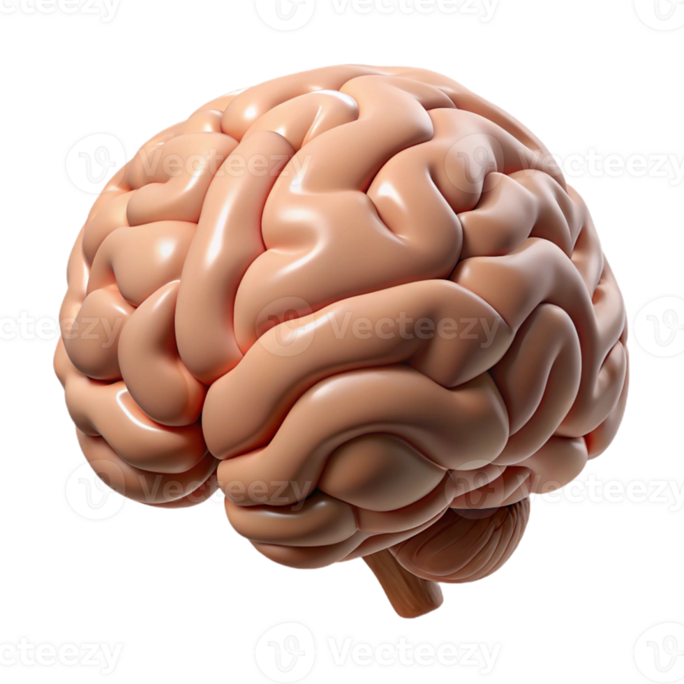 stunning traditional Human Brain Side View Isolated 4K png