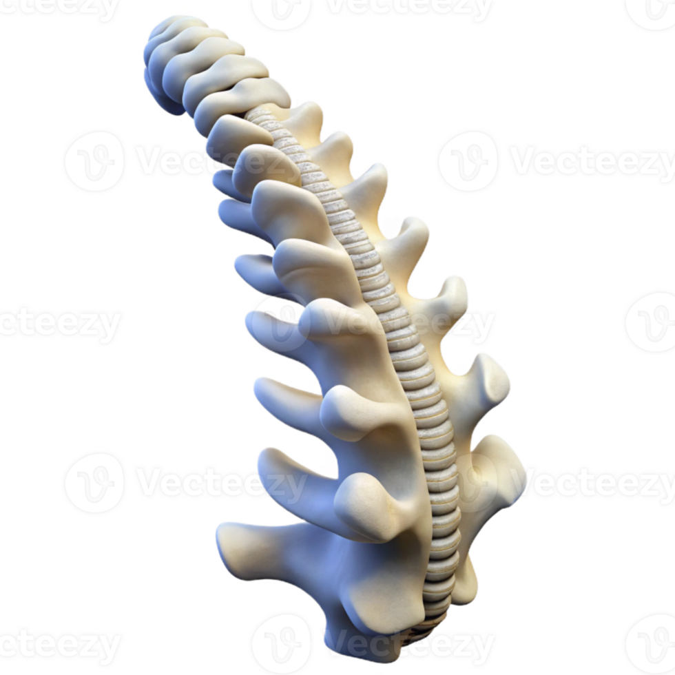 beautiful abstract Human Spine Flexible Posture White Isolated detailed png