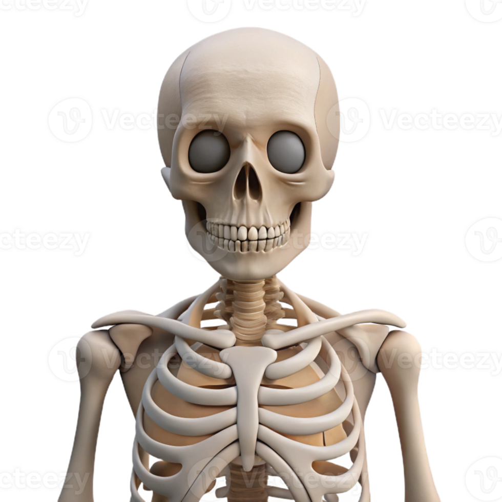 impressive artistic Human Skeleton Front View Isolated premium png
