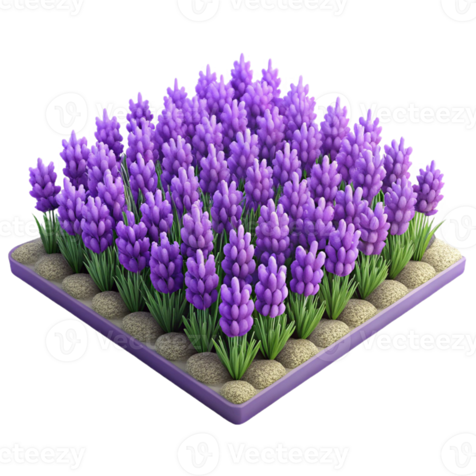 magnificent artistic Lavender Field Purple Flowers Blooming Transparent Background genuine png