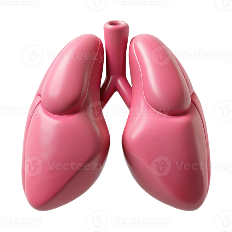 wonderful classic Lungs Healthy Pink Inflated Transparent Background premium png