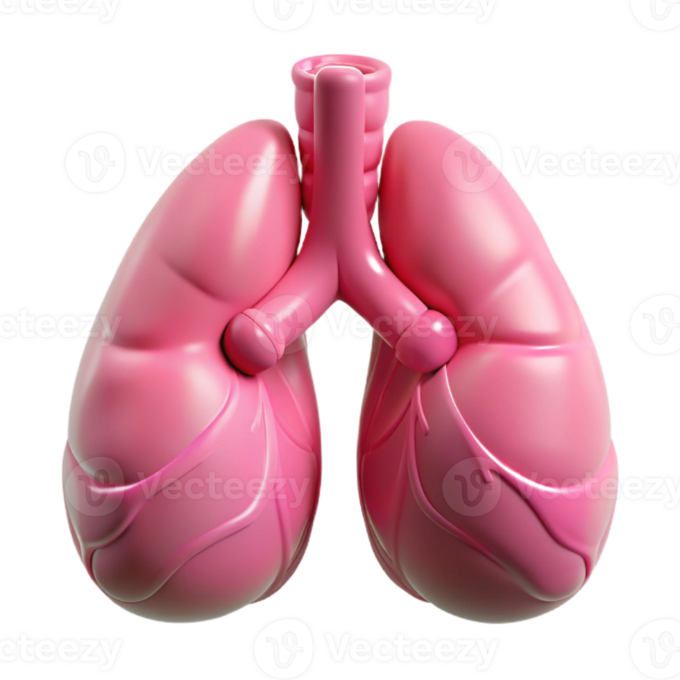 extraordinary minimalist Lungs Healthy Pink Inflated Transparent Background authentic png