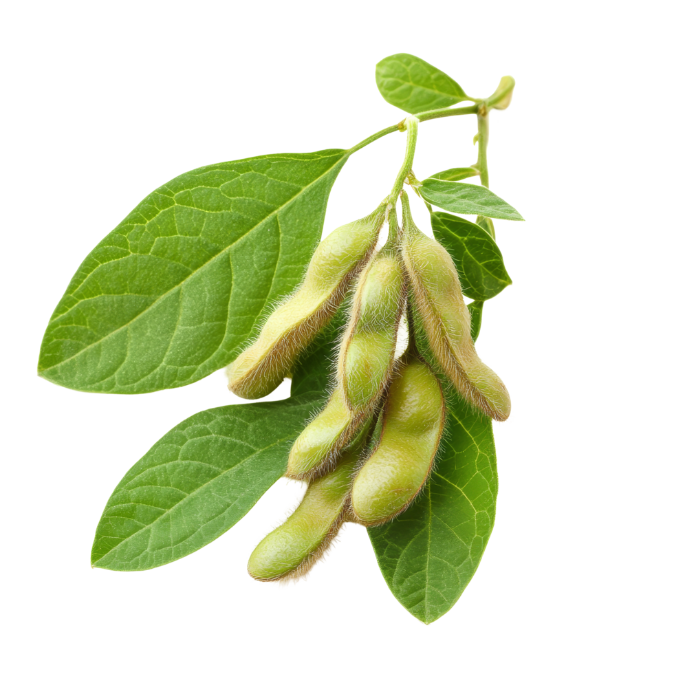 Freshly harvested soybean plant with green pods and leaves on a transparent background, Soybean isolated png