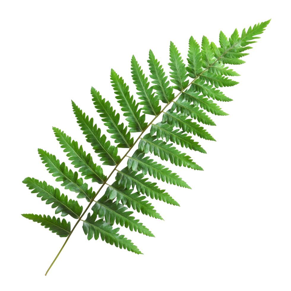 Isolated green fern leaf showcasing intricate leaf structure against a clean transparent background for botanical studies, Green fern leaf isolated on transparent background png