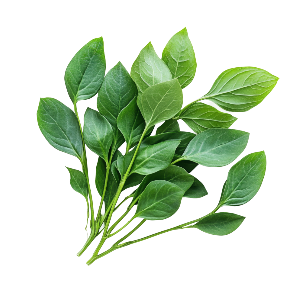 Fresh green kariyat leaves arranged on a transparent background, showcasing vibrant foliage and natural beauty, Fresh Kariyat,Andrographis paniculata leaves on transparent background png