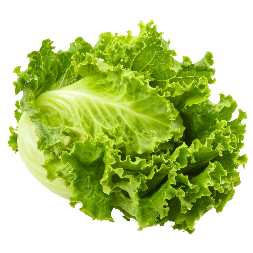 Fresh green lettuce head isolated on a clean transparent background for healthy meal preparation, Green lettuce isolated on transparent background png