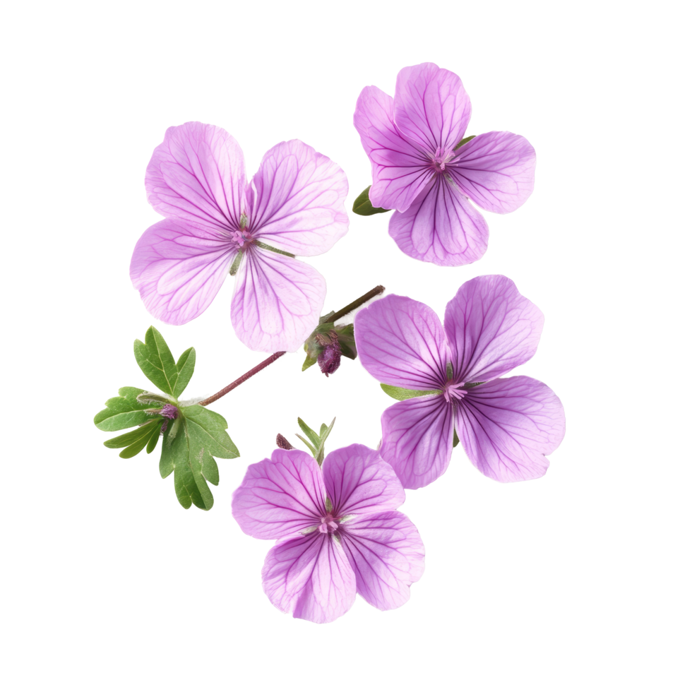 Vibrant geranium flowers in soft purple hues against a clean transparent background showcasing delicate petals and foliage, geranium flowers isolated on transparent background png