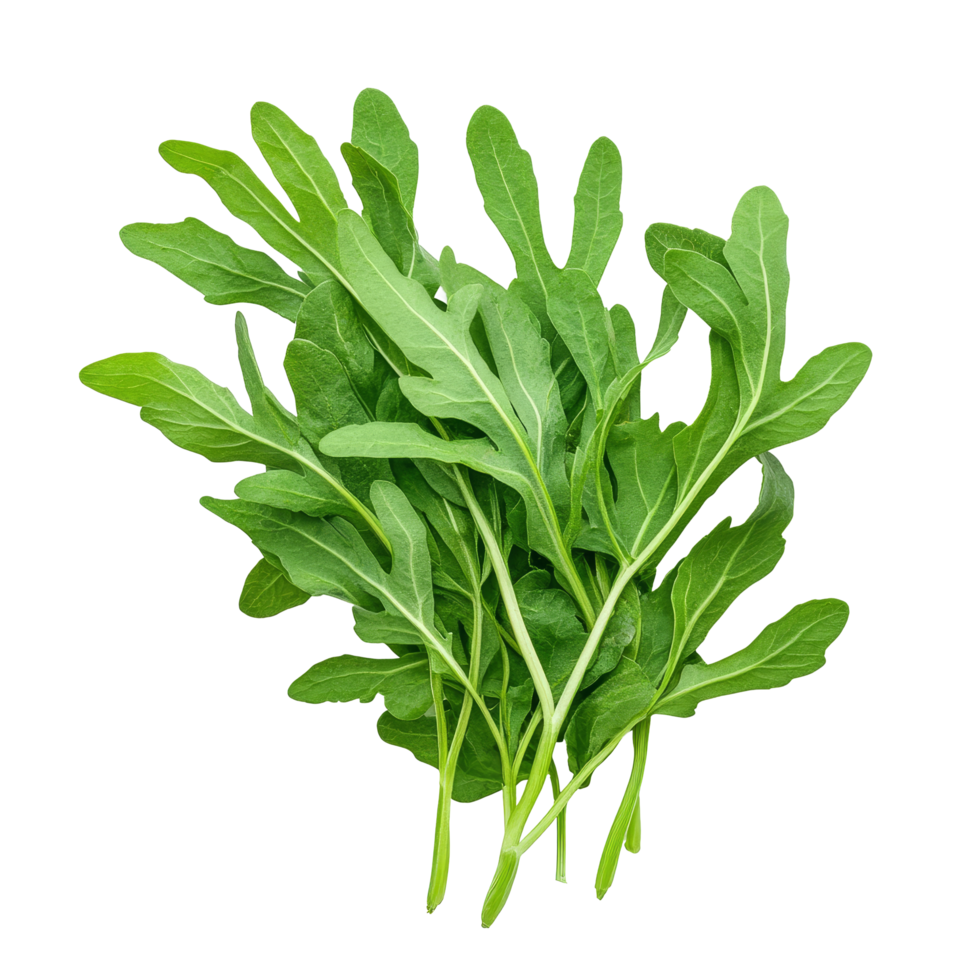 Fresh wild rocket leaves isolated on pure transparent background for culinary and nutritional uses, Wild rocket leaves isolated on transparent background png