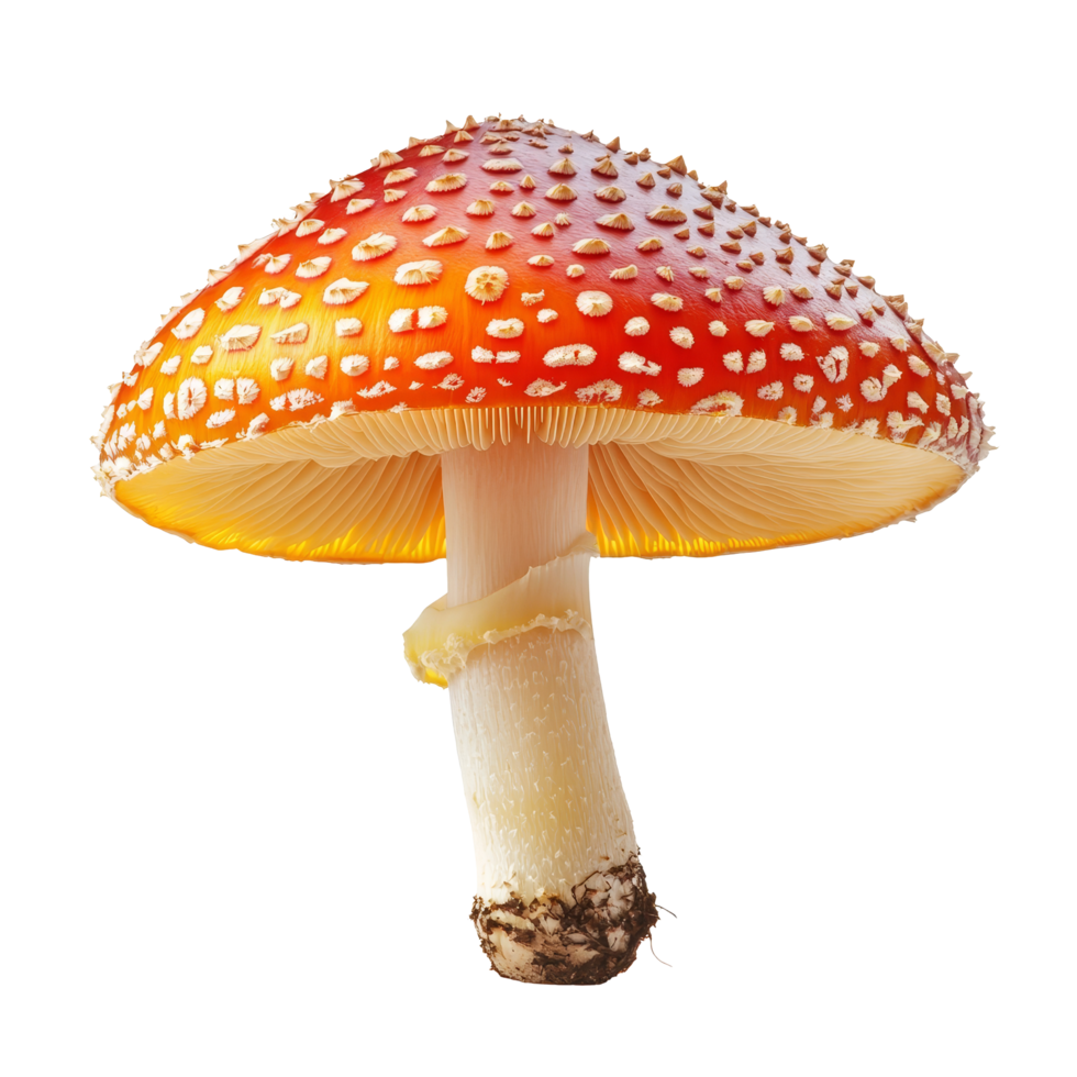 Brightly colored jelly mushroom captured against a pure transparent background showcasing its unique texture and structure, Jelly mushroom isolated on transparent background png