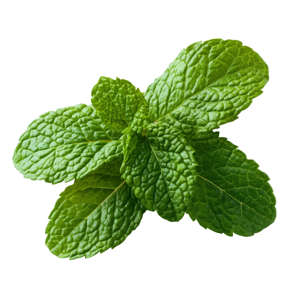 Fresh mint leaves isolated on a transparent background ready for culinary use in cooking and beverages, of fresh mint leaves isolated on transparent background png