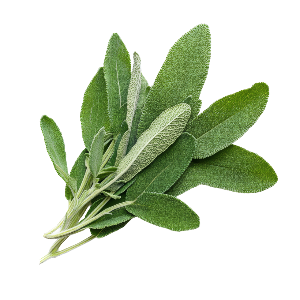 Fresh sage herb twig isolated against a clean transparent background for culinary and herbal uses, sage herb twig isolated on transparent background png