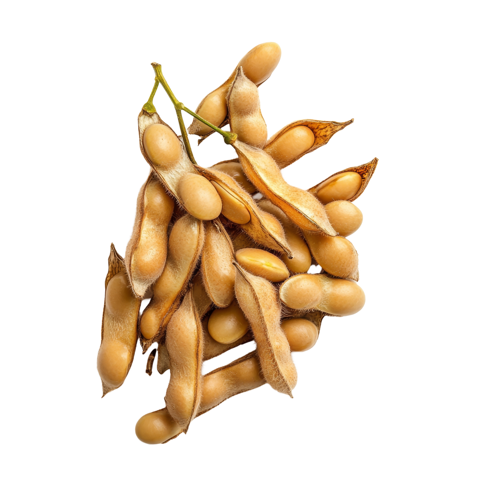 A cluster of fresh soybeans with pods displayed against a bright transparent background, Group of coffee beans isolated on transparent background Clipping path included png