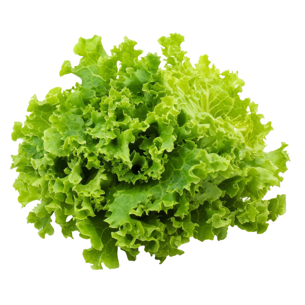 Fresh green lettuce on a clean transparent background highlighting the crispness and vibrancy of this healthy vegetable, lettuce on transparent background png
