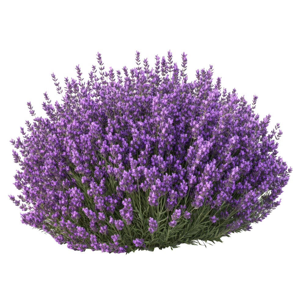 Lush lavender bush blooming vibrantly in a sunny garden during early summer, a large bush of purple lavender flowers, file of isolated object with shadow on transparent background png