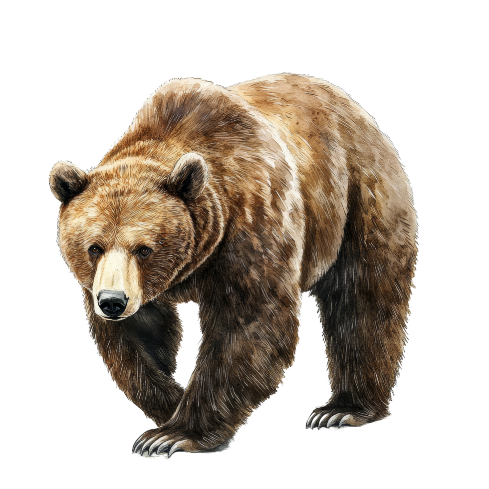 The bear walks gracefully against a pure transparent backdrop, emphasizing its natural beauty and details, snow pear top view on transparent background png