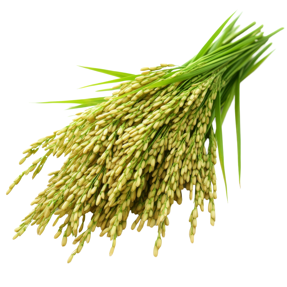 Macro view of paddy rice plant with grains on a transparent background showcasing natural agricultural beauty, macro paddy rice on transparent background png