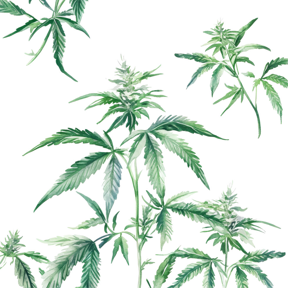 Watercolor depiction of cannabis plants with delicate features against a clean transparent background, cannabis plants transparent background png
