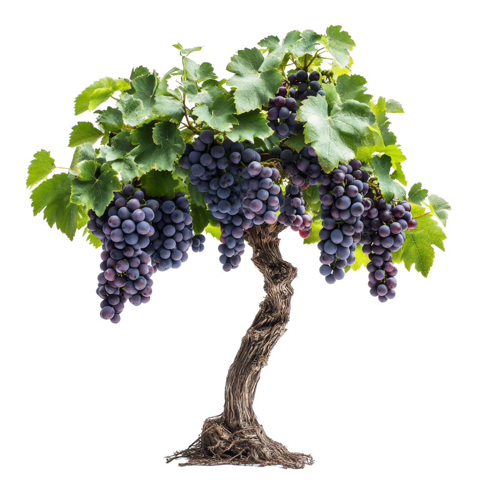 Healthy organic grape tree showcasing vibrant clusters of grapes against a clean transparent background, Fresh organic grape tree on transparent background. grape plants transparent background png