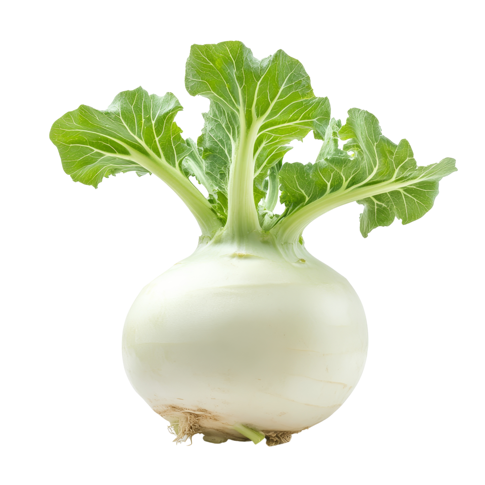 Fresh kohlrabi with green leaves isolated on a transparent background in a studio setting, Kohlrabi isolated on transparent background png