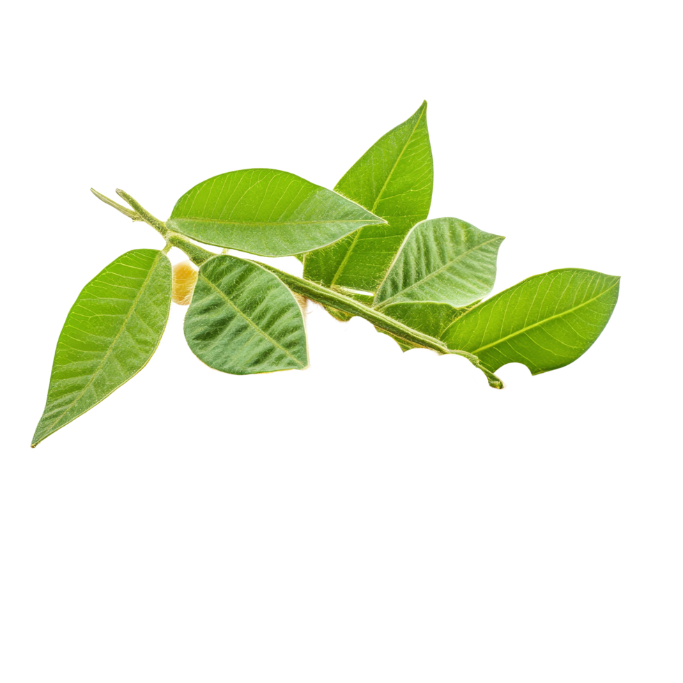 Fresh soybeans with green leaves isolated on a transparent background for agricultural and culinary use, Soybeans isolated on transparent background png