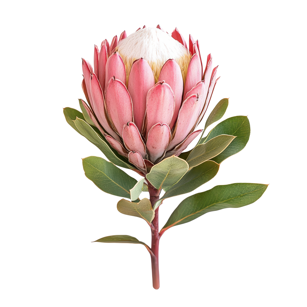 Stunning isolated protea flower with vibrant pink petals and green leaves on a transparent background, protea flower isolated on transparent background png