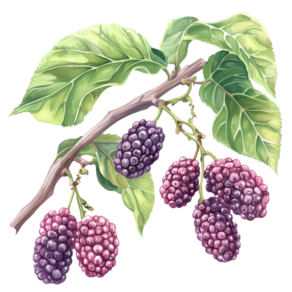 Delicious mulberry branch featuring ripe fruit on a transparent background, Branch of delicious Mulberry on whtie background png