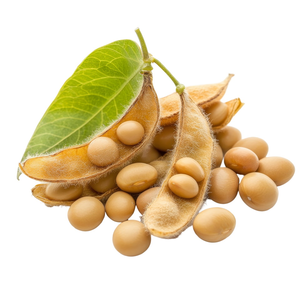 Soybean seeds and pods with leaf on a clean transparent background, showcasing agricultural produce in natural setting, Soy beans seeds isolated on transparent background png