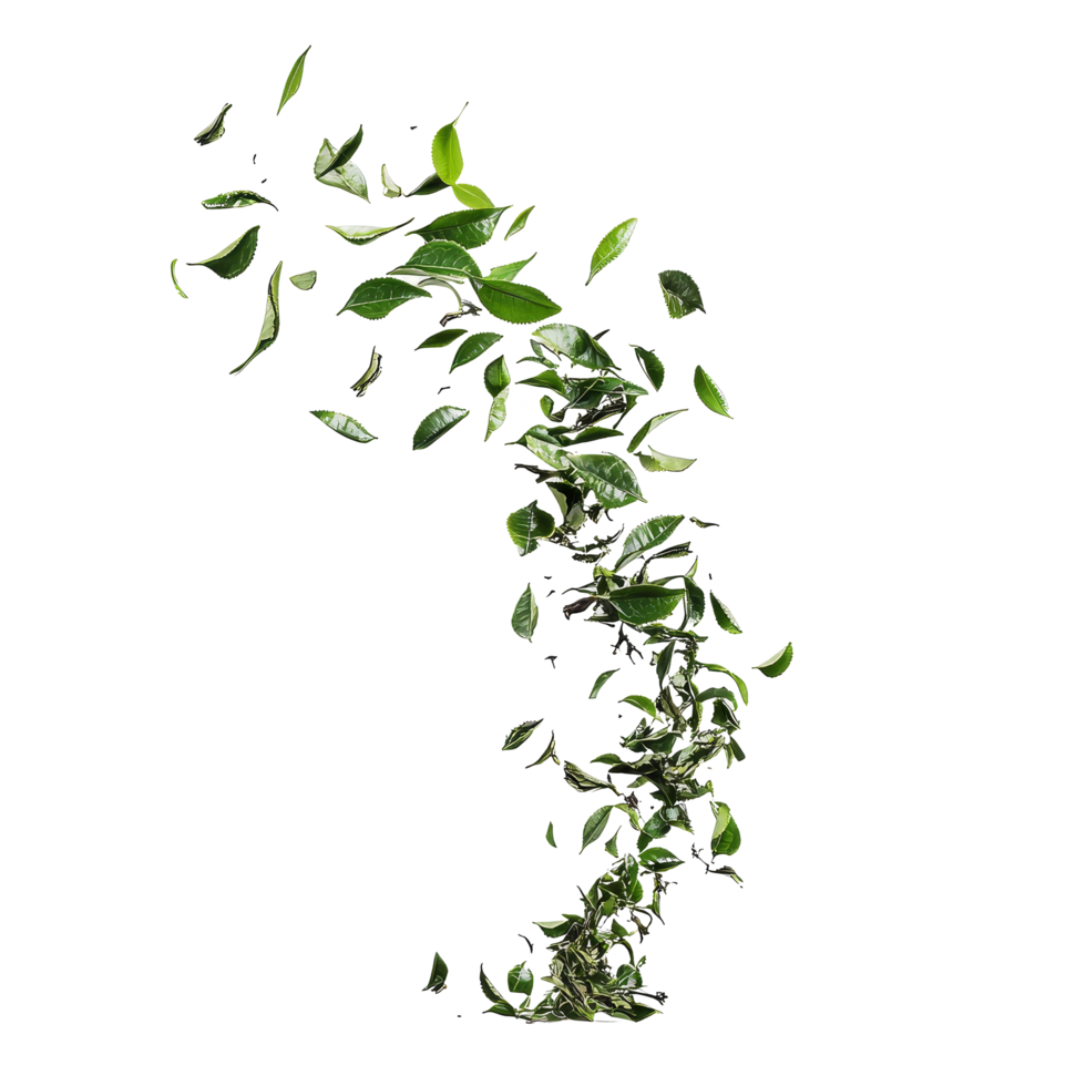 Tea leaves swirling gracefully in midair against a bright transparent background, tea leaves flying in air isolated transparent background cutout png