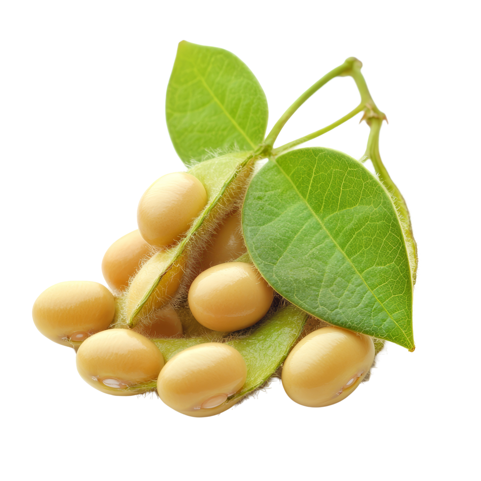 Fresh soybeans with green leaves isolated on a transparent background for culinary and agricultural use, Heap of soybeans isolated on transparent background Clipping path included png